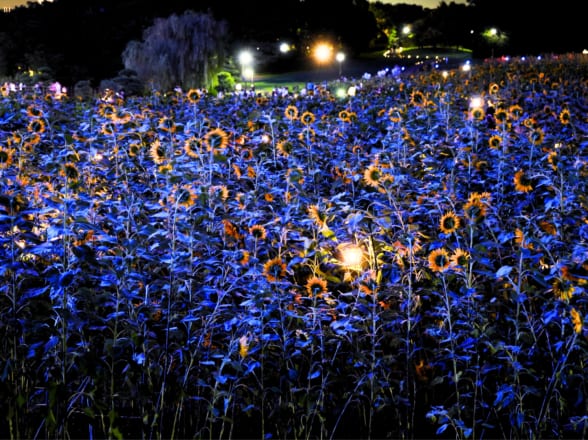 花と光のムーブメント